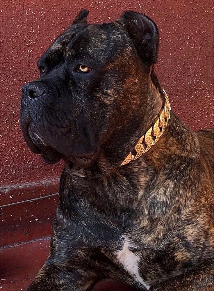 VVS Jewelry hip hop jewelry Thicc Cuban Link Dog Collar